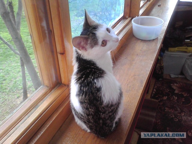 О бенгальских котах на наглядном примере