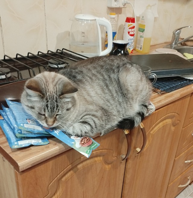 Если кот захотел где-то лечь, то он там ляжет