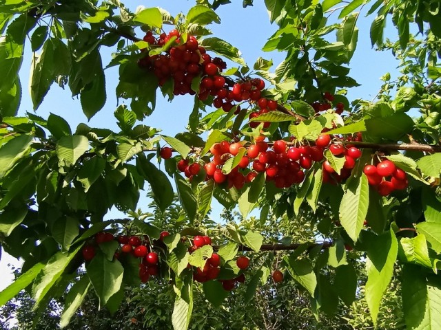 Убьют ли заморозки урожай? Фермеры подсчитывают потери