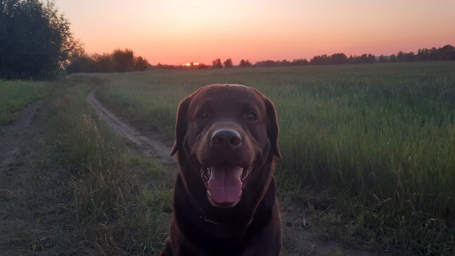 Собакочетверг!