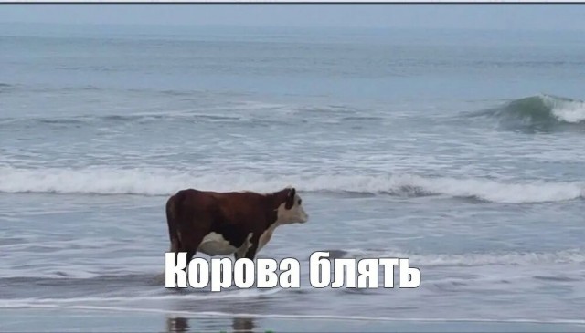 Огромный морской Сазан, он же морской Слон.