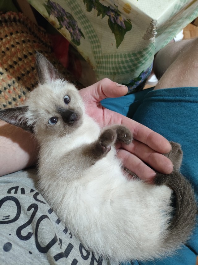 Котовторник . Как назвать бандита ?)