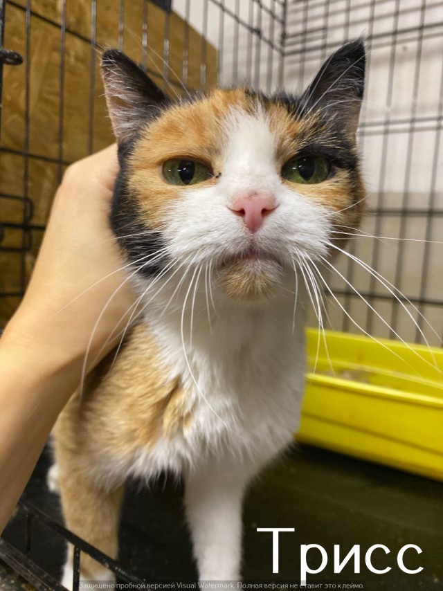 Жизнь домашнего приюта "Котоленд" 520