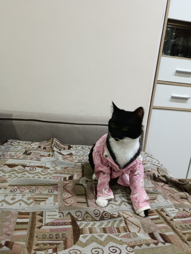 Мой Канадец