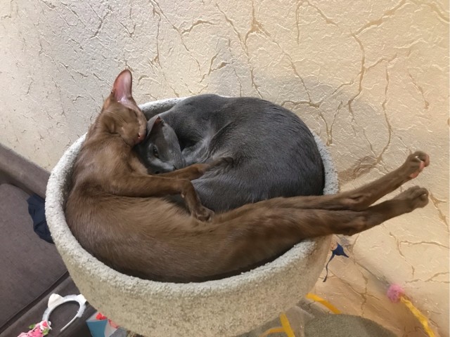 Спят усталые котейки
