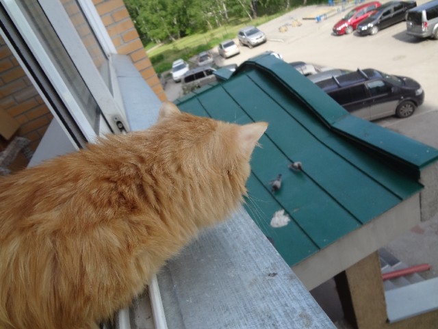 Котовторник 23.07.2013