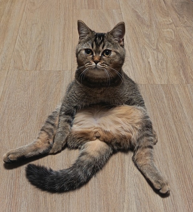 Котовторник же!