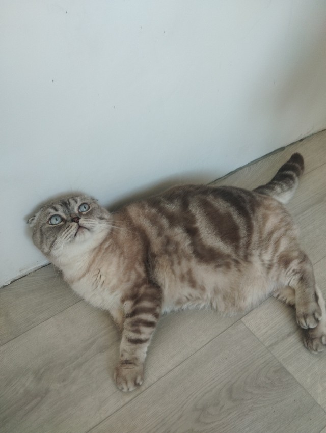 Знакомьтесь, Лорик