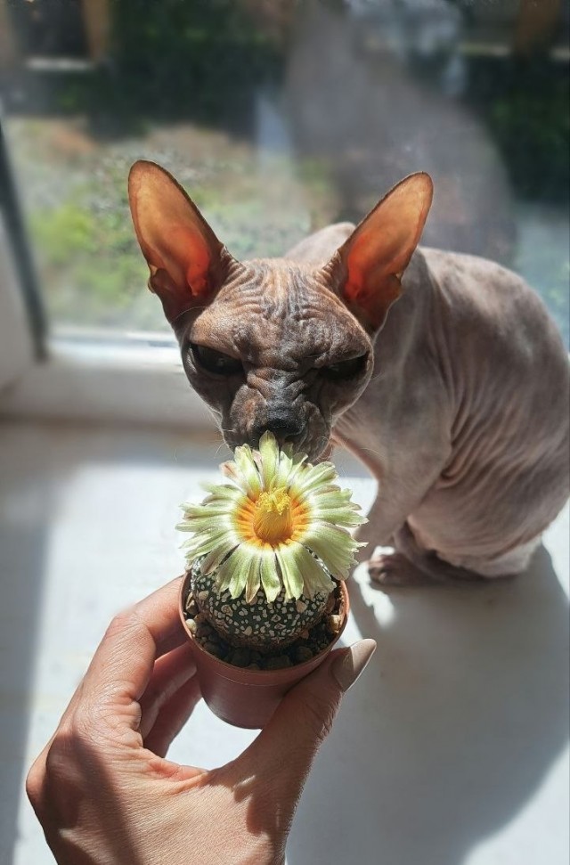 Котовторник