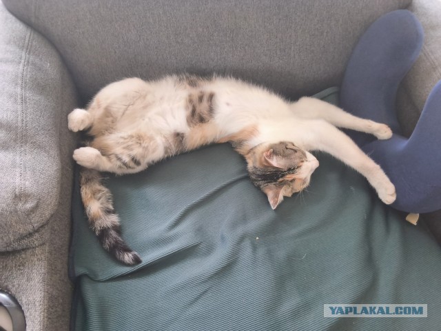 Уличных трёхцветных кошек тред