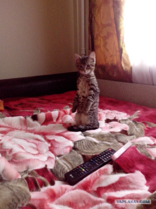 Котовторник 26.11.2013