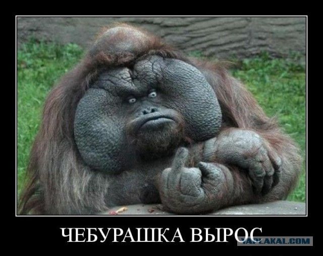 Весёлые картинки. Разбавим будни