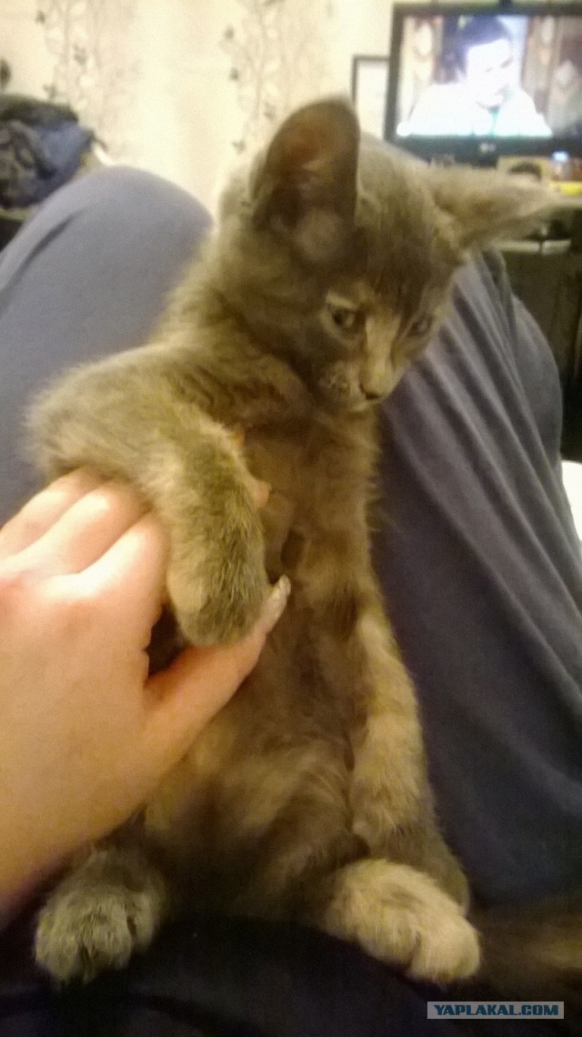 Котовторник  08.04.2014