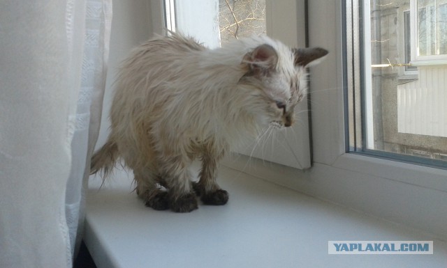 Котовторник   15.04.2014