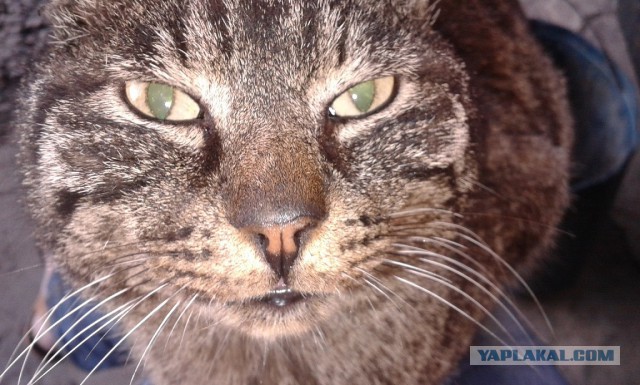 Котовторник 01.07.2014