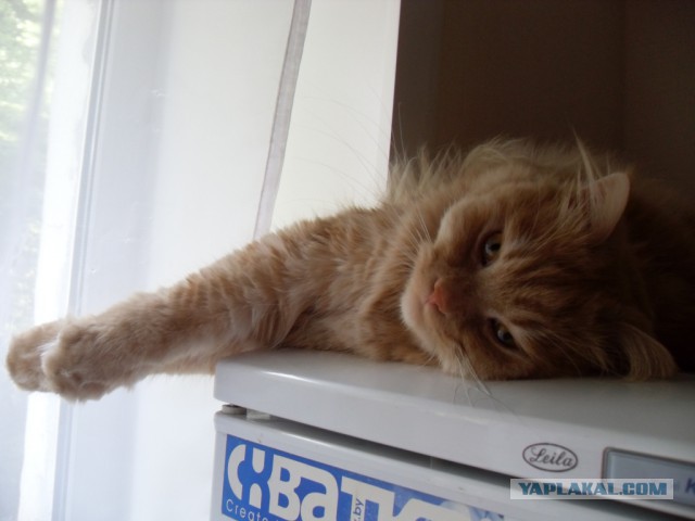 Котовторник  08.07.2014