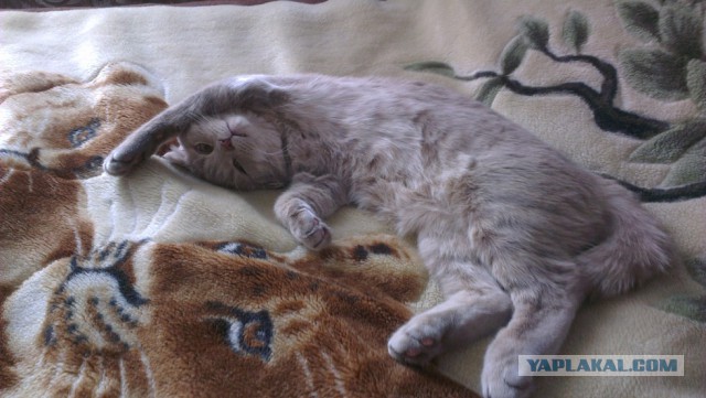 Котовторник 12.08.2014