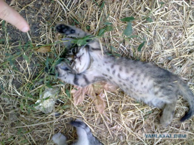 Котовторник 02.09.2014