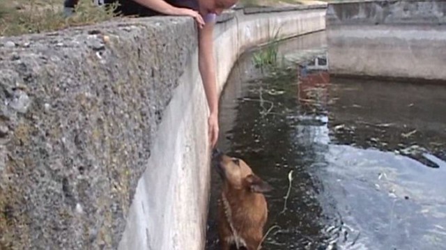 Не прошли мимо, спасли собакенов