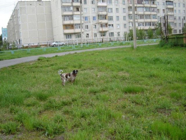 Какой национальности ваш собакен?