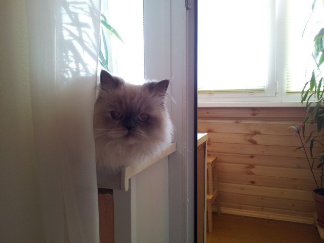 Котовторник 21.10.2014