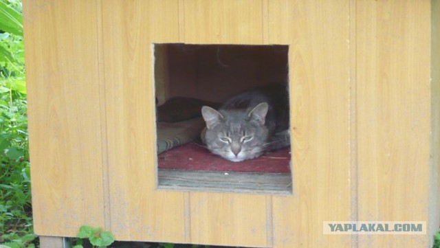 Котовторник 2.12.14