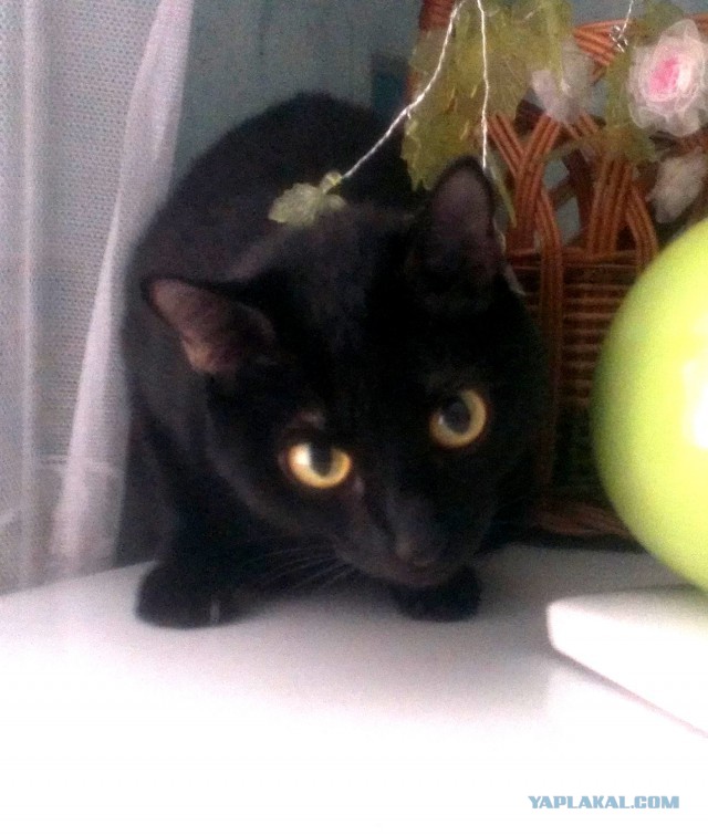 Котовторник 16.12.2014