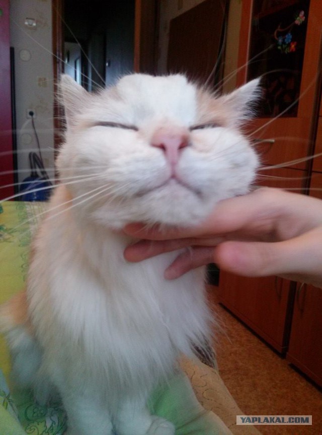 Котовторник