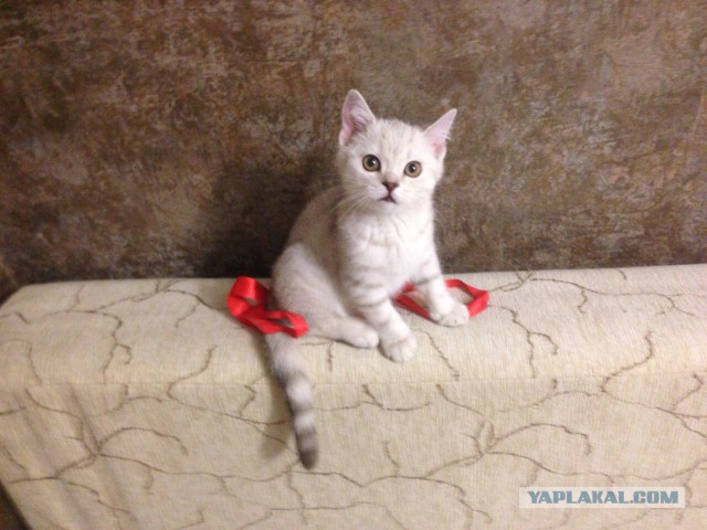 Котовоскресенье