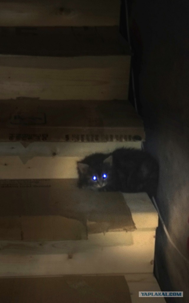 Котовторник