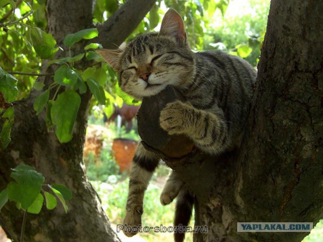 Котовторник однако