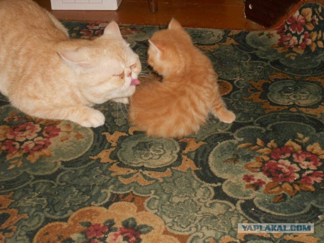 Котовторник на вторник, Котовторник