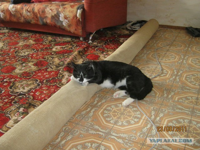 Котовторник 15-09-2015 !