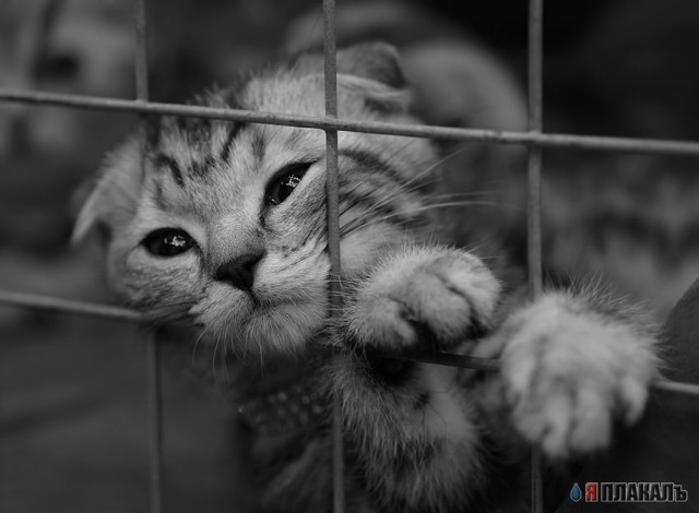 Коты, кошки, котята