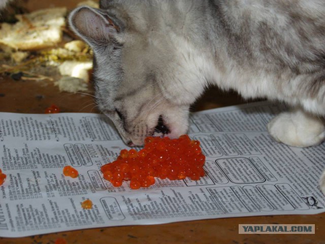 Утомленные икрой: какая она, жизнь на Камчатке?