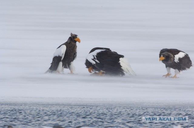 Медведи Камчатки