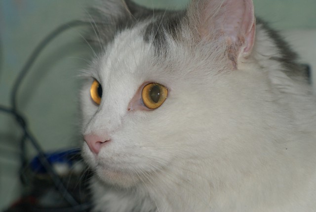 Котовторник 16.02.16