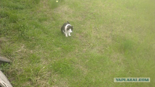 Котовторник 17.05.2016