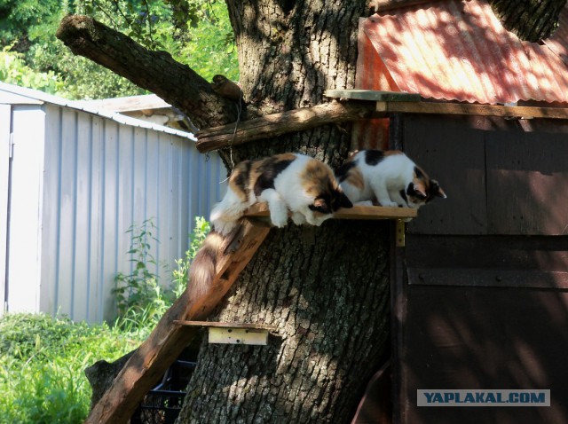 Котовторник 26.07 2016