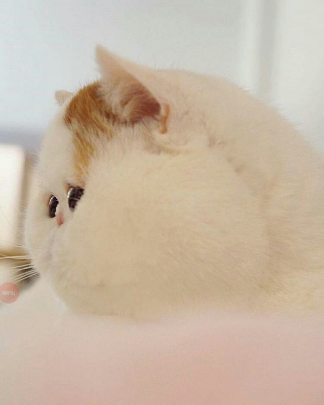 Прикольные животные