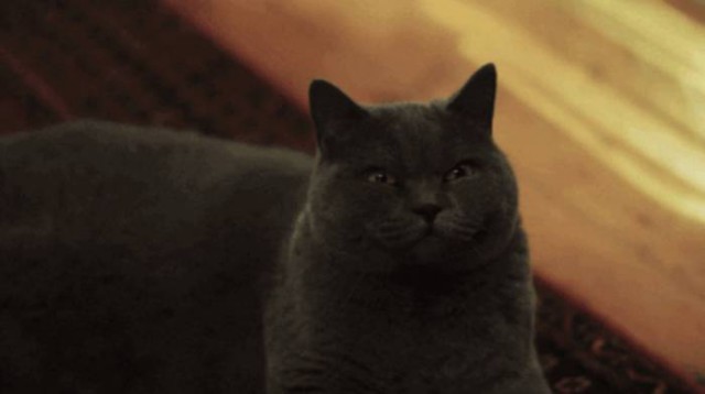 Коты из сети