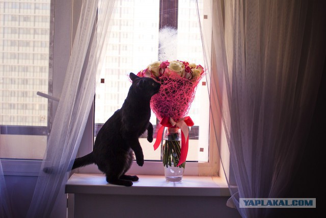 Котовторник 13.12.2016