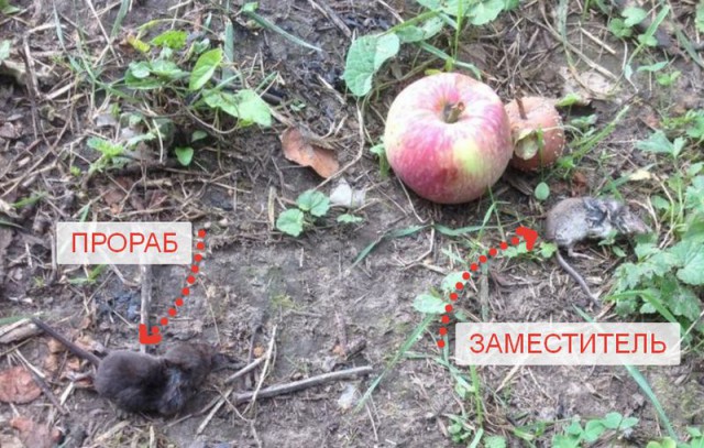 Мой сарай - моя крепость!
