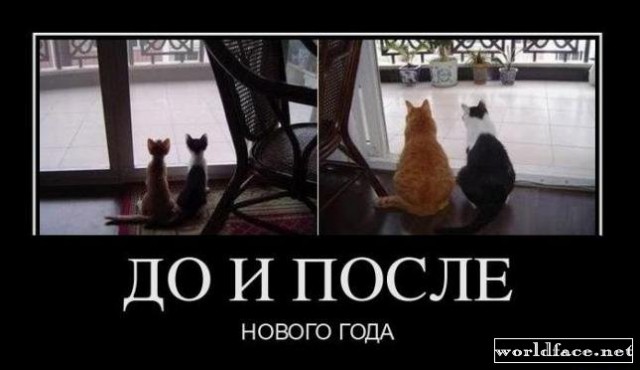 Коты из сети