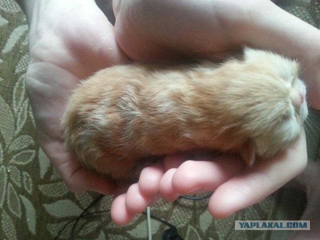 Котовторник 07.03.2017