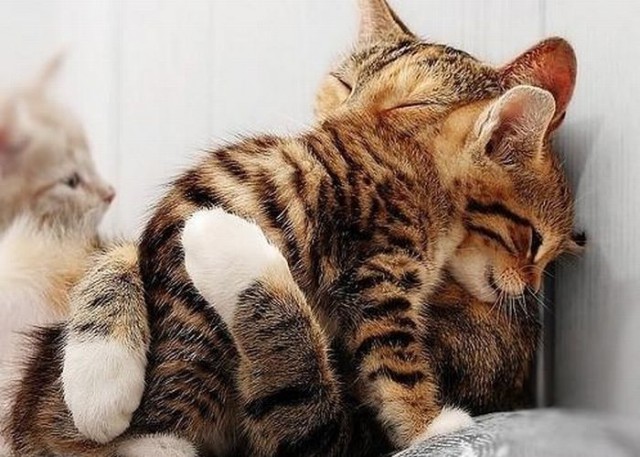 Коты и Кошки