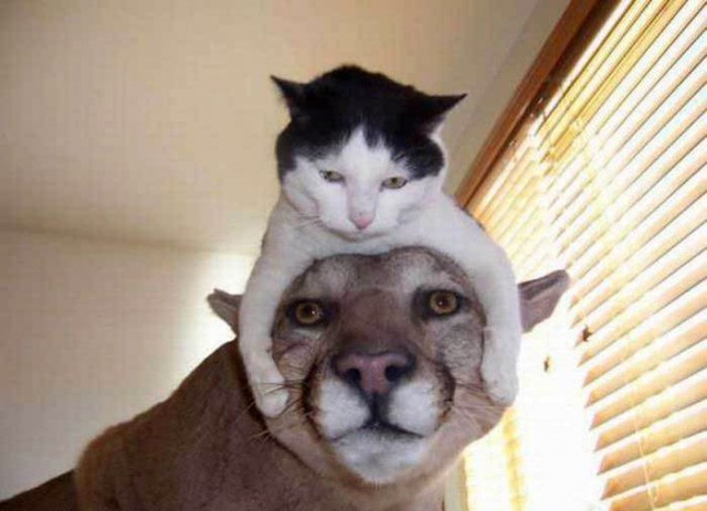 Коты и Кошки