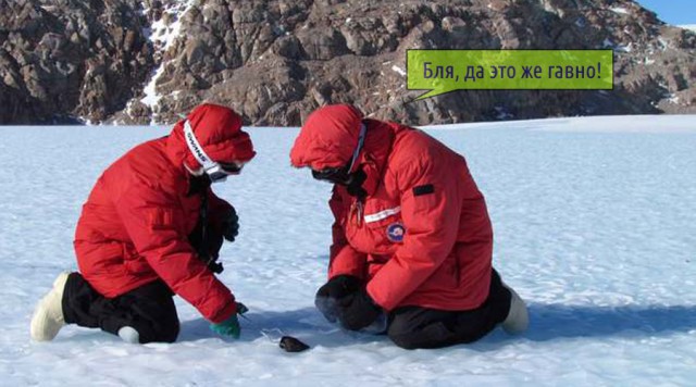 Что такого необычного нашли ученые в Антарктиде