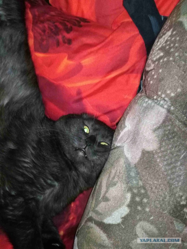 Котовторник 1.08.17