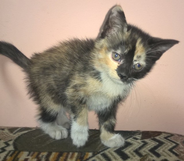 Коты и Кошки
